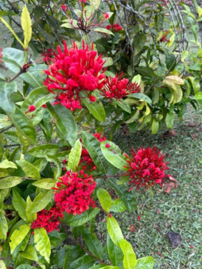 Finca El Porvenir